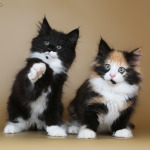 Audzētavā ir divas burvīgas Norvēģijas kaķu meitenes